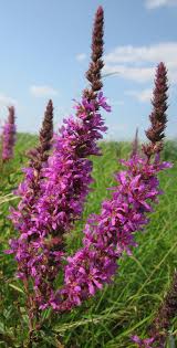 Attēlu rezultāti vaicājumam “Lythrum salicaria flower”