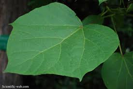 Attēlu rezultāti vaicājumam “Catalpa ovata leaf”