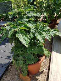 Attēlu rezultāti vaicājumam “Lycopersicon esculentum leaf”