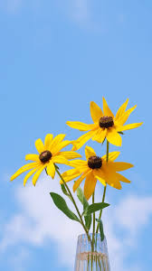 Attēlu rezultāti vaicājumam “Rudbeckia hirta var. pulcherrima”