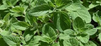 Image result for Origanum vulgare
