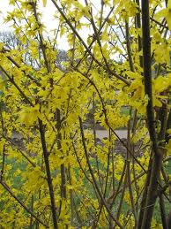 Attēlu rezultāti vaicājumam “Forsythia suspensa flower”