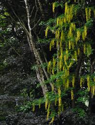 Attēlu rezultāti vaicājumam “Laburnum alpinum”