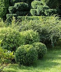 Attēlu rezultāti vaicājumam “Buxus sempervirens”