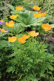 Image result for Scheinmohn