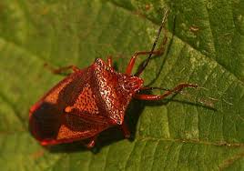 Attēlu rezultāti vaicājumam “Acanthosoma haemorrhoidale”