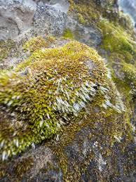 Attēlu rezultāti vaicājumam “Grimmia muehlenbeckii”