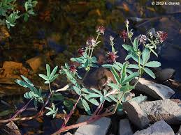Attēlu rezultāti vaicājumam “Comarum palustre leaf”