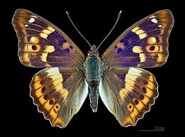 Attēlu rezultāti vaicājumam “Apatura ilia”