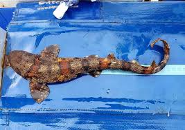 Image result for Haploblepharus edwardsii