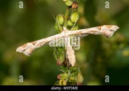 Attēlu rezultāti vaicājumam “Platyptilia gonodactyla”