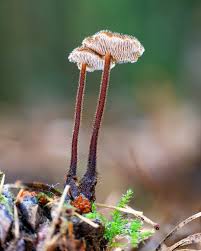 Attēlu rezultāti vaicājumam “Physarum auriscalpium”