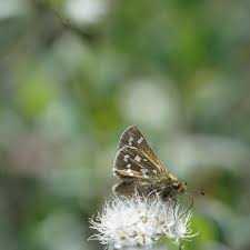 Attēlu rezultāti vaicājumam “Hesperia comma underside”