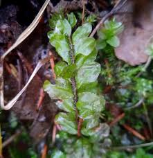 Attēlu rezultāti vaicājumam “Pseudobryum cinclidioides”