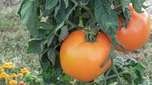 Afbeeldingsresultaat voor belarus orange tomato