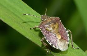 Attēlu rezultāti vaicājumam “Dolycoris baccarum”