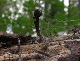 Attēlu rezultāti vaicājumam “Tilachlidium brachiatum”