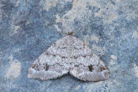 Attēlu rezultāti vaicājumam “Macaria signaria”