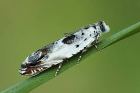 Attēlu rezultāti vaicājumam “Ancylis laetana”