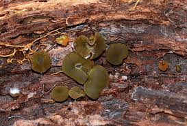 Attēlu rezultāti vaicājumam “Chlorencoelia versiformis”