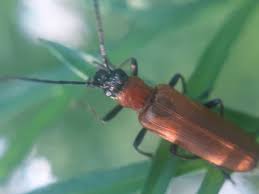 Attēlu rezultāti vaicājumam “Anogcodes melanurus”