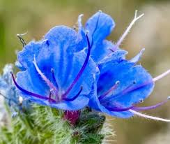 Attēlu rezultāti vaicājumam “Echium vulgare flower”