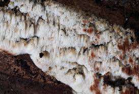 Attēlu rezultāti vaicājumam “Physisporinus sanguinolentus”