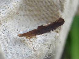 Attēlu rezultāti vaicājumam “Argyresthia semifusca”