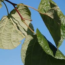 Attēlu rezultāti vaicājumam “Tilia tomentosa leaf”