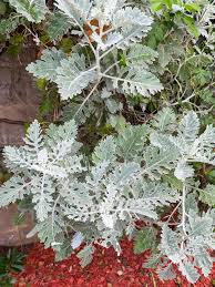 Image result for Cineraria maritima