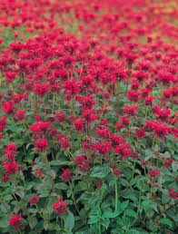 Image result for Monarda didyma