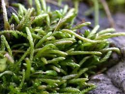 Attēlu rezultāti vaicājumam “Plagiothecium latebricola macro”