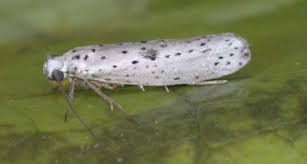 Attēlu rezultāti vaicājumam “Yponomeuta plumbella”