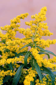 Attēlu rezultāti vaicājumam “Solidago virgaurea flower”