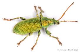 Attēlu rezultāti vaicājumam “Phyllobius”