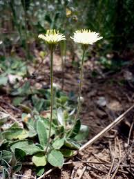 Attēlu rezultāti vaicājumam “Hypochaeris maculata flower”