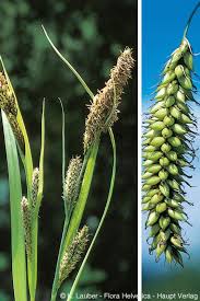 Attēlu rezultāti vaicājumam “Carex riparia”