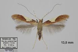 Attēlu rezultāti vaicājumam “Caloptilia stigmatella”