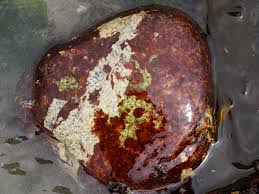 Attēlu rezultāti vaicājumam “Hildenbrandia rivularis”