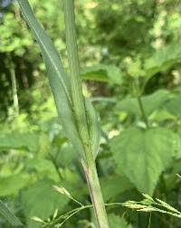 Attēlu rezultāti vaicājumam “Tragopogon pratensis subsp. pratensis leaf”