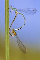Attēlu rezultāti vaicājumam “Nehalennia speciosa”