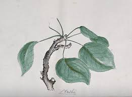 Attēlu rezultāti vaicājumam “Pyrus communis leaf”