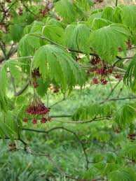 Attēlu rezultāti vaicājumam “Juglans cinerea flower”