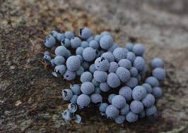 Attēlu rezultāti vaicājumam “Badhamia affinis”