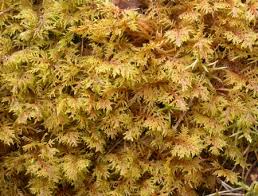 Attēlu rezultāti vaicājumam “Hylocomiastrum umbratum”