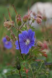 Attēlu rezultāti vaicājumam “Geranium pratense bud”