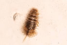 Attēlu rezultāti vaicājumam “Anthrenus museorum”