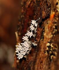 Attēlu rezultāti vaicājumam “Arcyria imperialis macro”