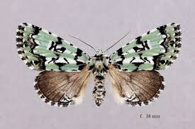 Attēlu rezultāti vaicājumam “Moma alpium”