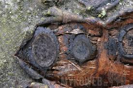 Attēlu rezultāti vaicājumam “Biscogniauxia marginata”